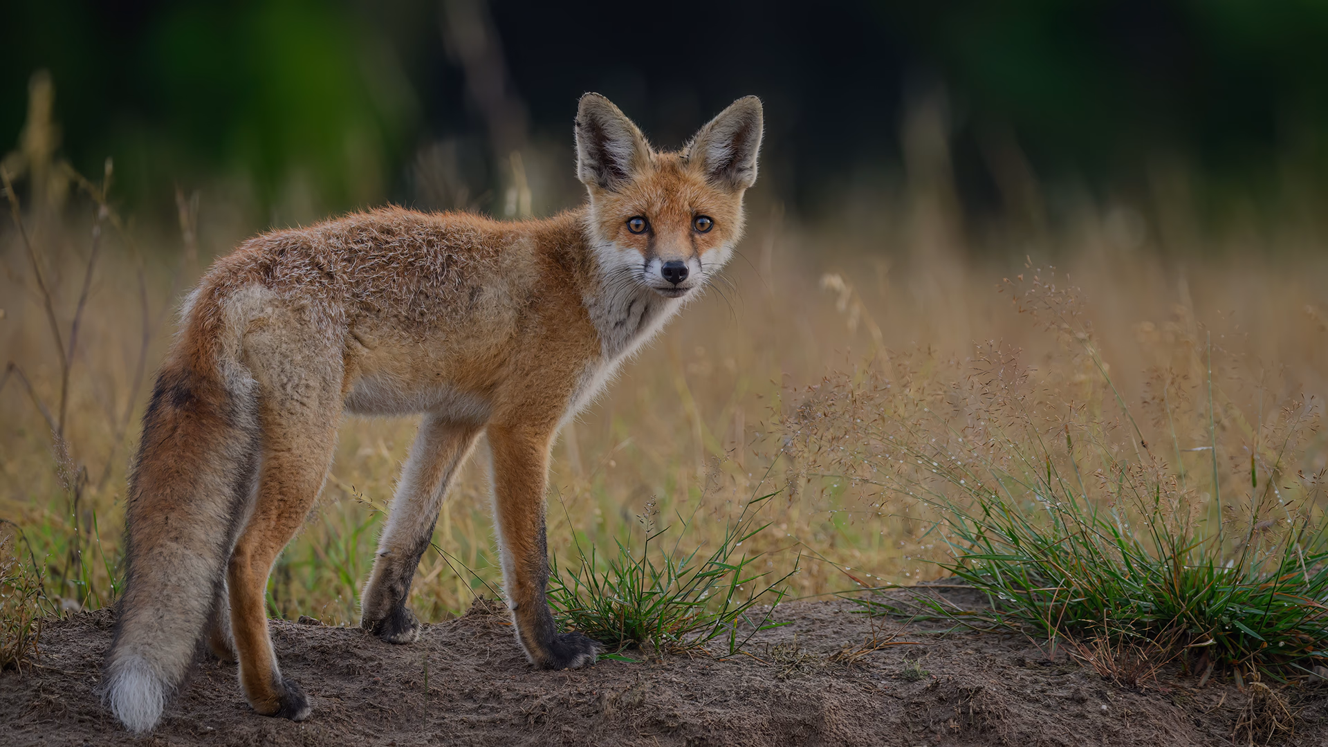 hero-background-thumbnail