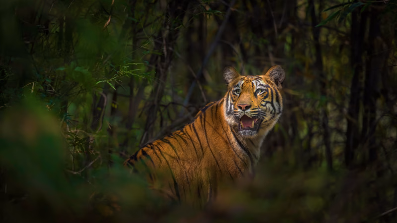 Tigres y Fauna de Tansania