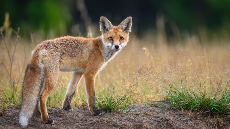 Tigres y Fauna de Tansania